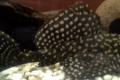 Glonojad Plecostomus golden stripe DUY